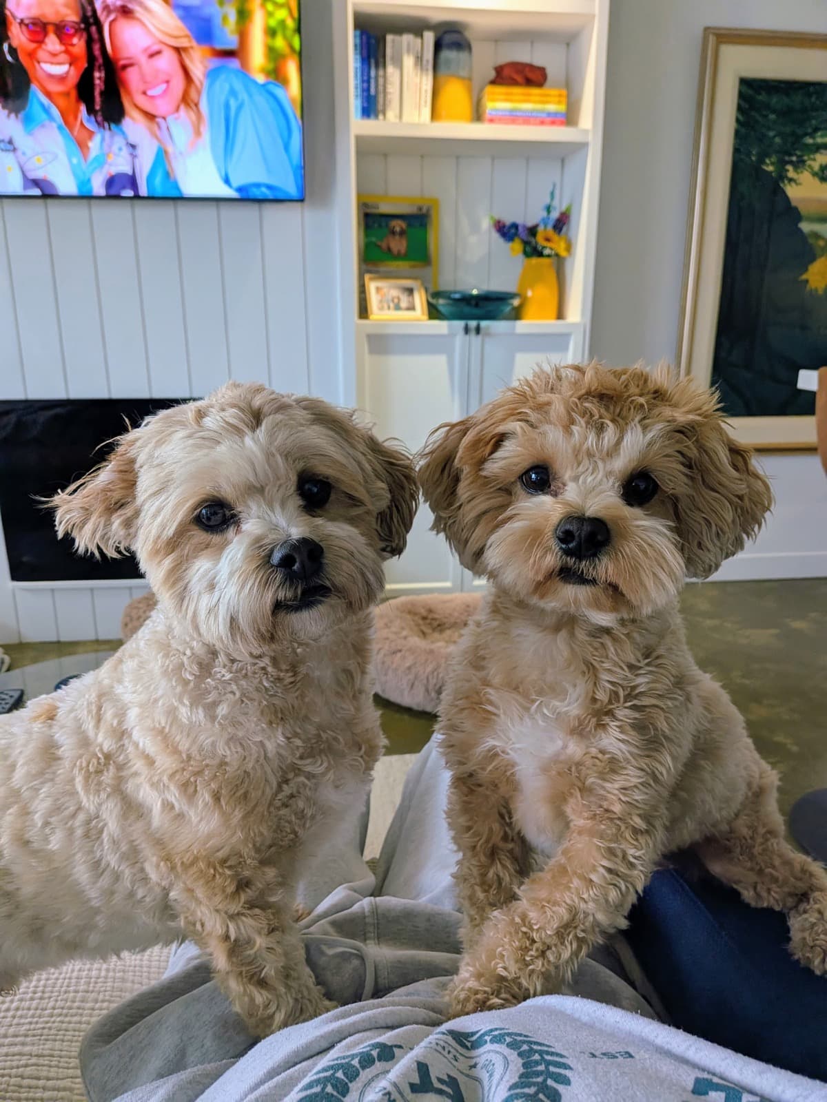Chester and his buddy hanging out together