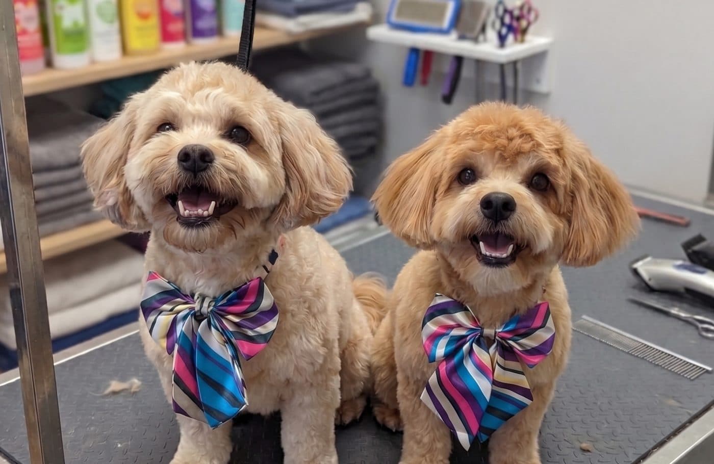 Chester and Rocky, freshly groomed and wearing bow ties, on a grooming table