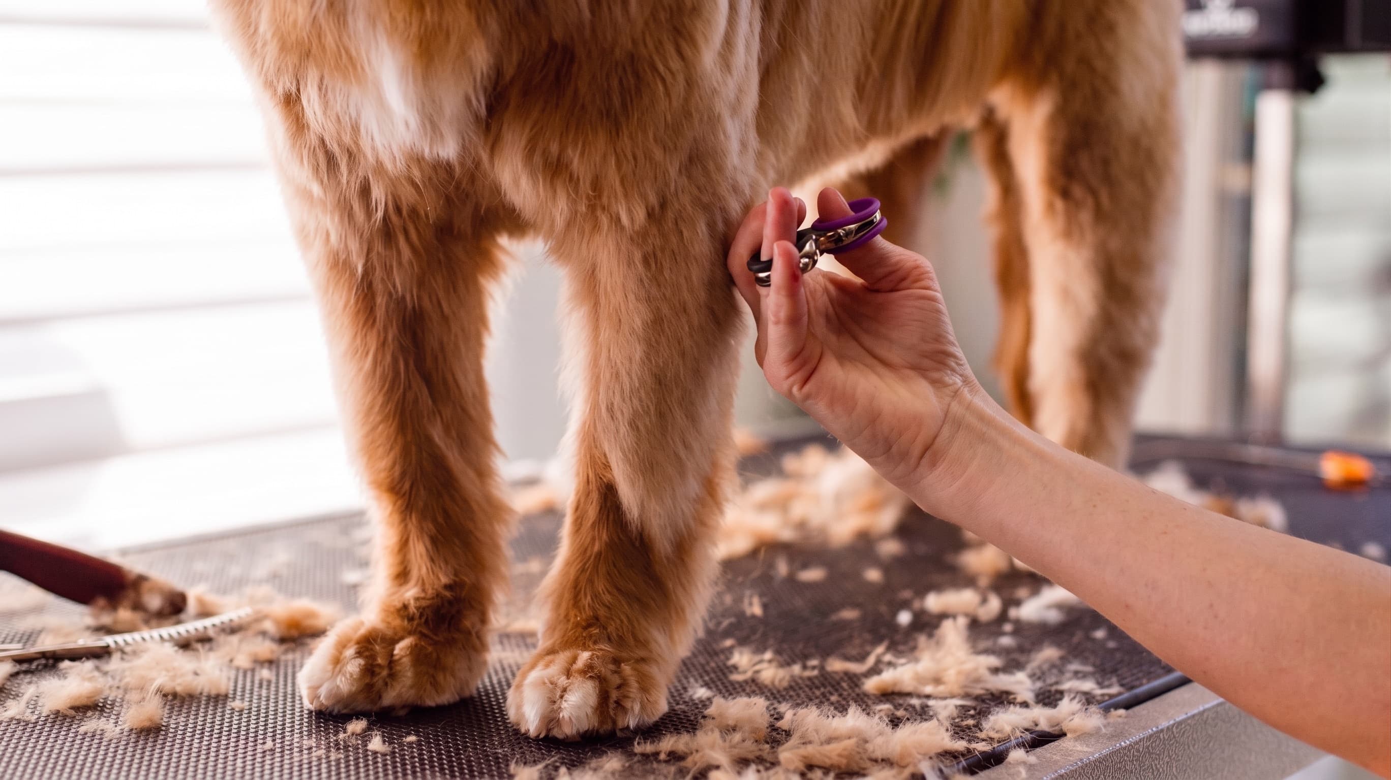 A groomer trimming the nails of a golden retriever standing on a grooming table.