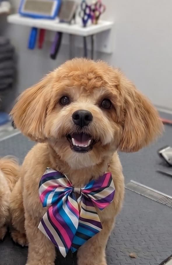 Rocky, a small apricot dog, freshly groomed and wearing a striped bow tie.