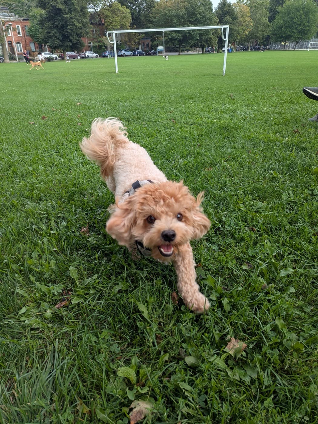 Rocky running towards the camera across the grass in a Toronto park.