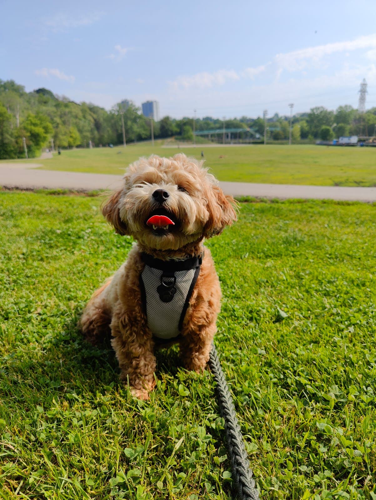 Chester enjoying a sunny day at the park