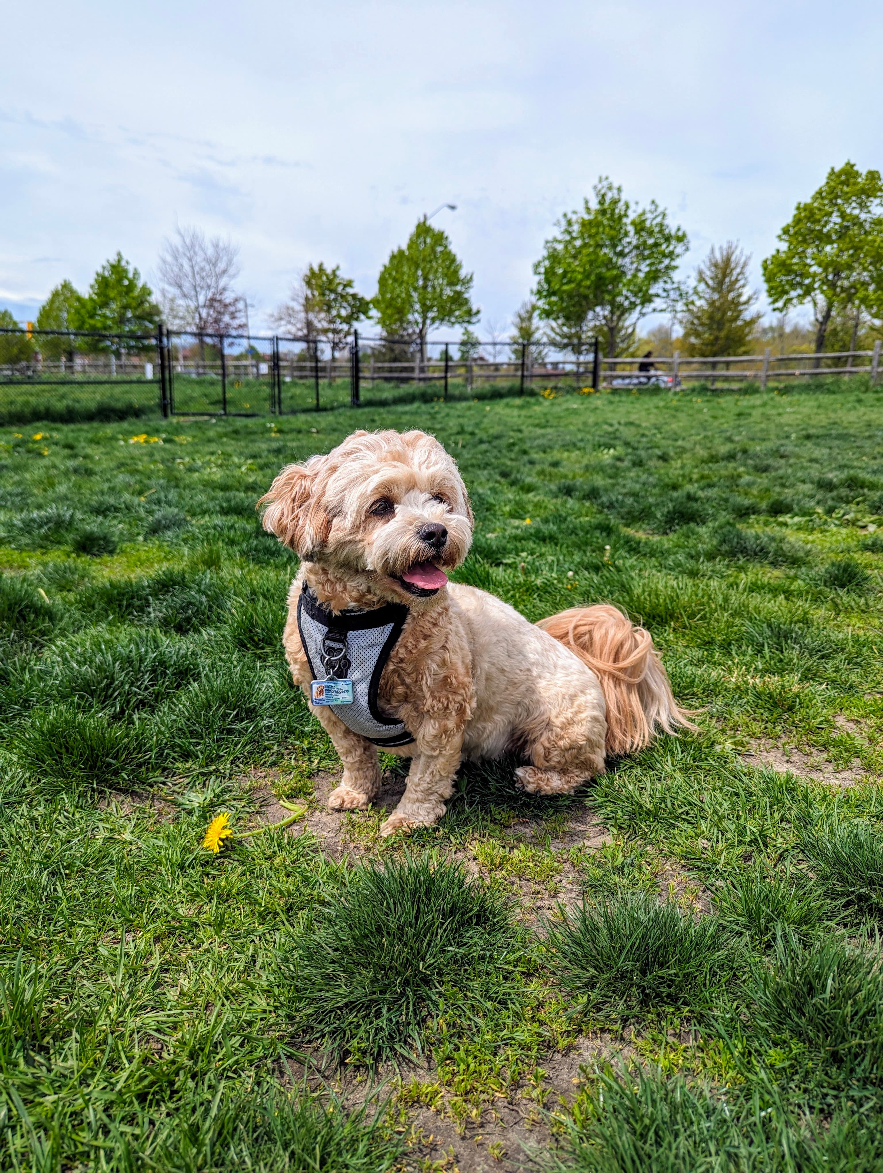 Chester at the park — where the idea for the platform was born