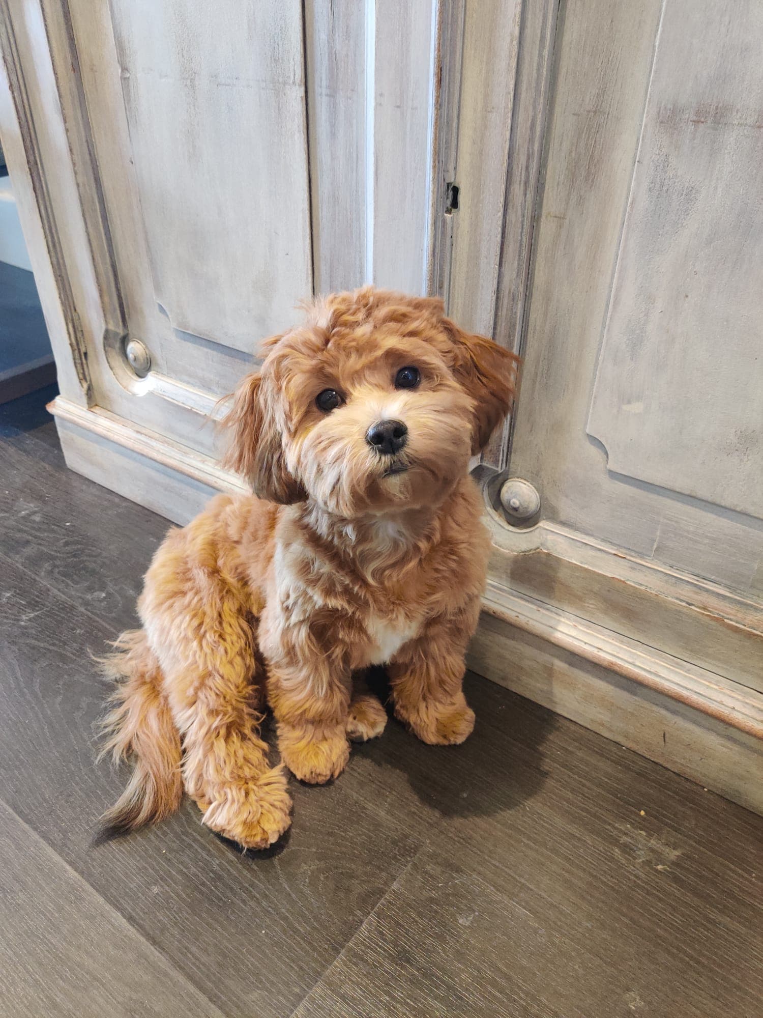 Chester as a puppy — the early days