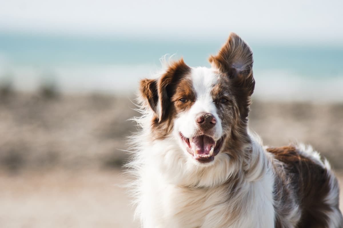 A brown and white collie on a pebble beach, ears up and mouth open
