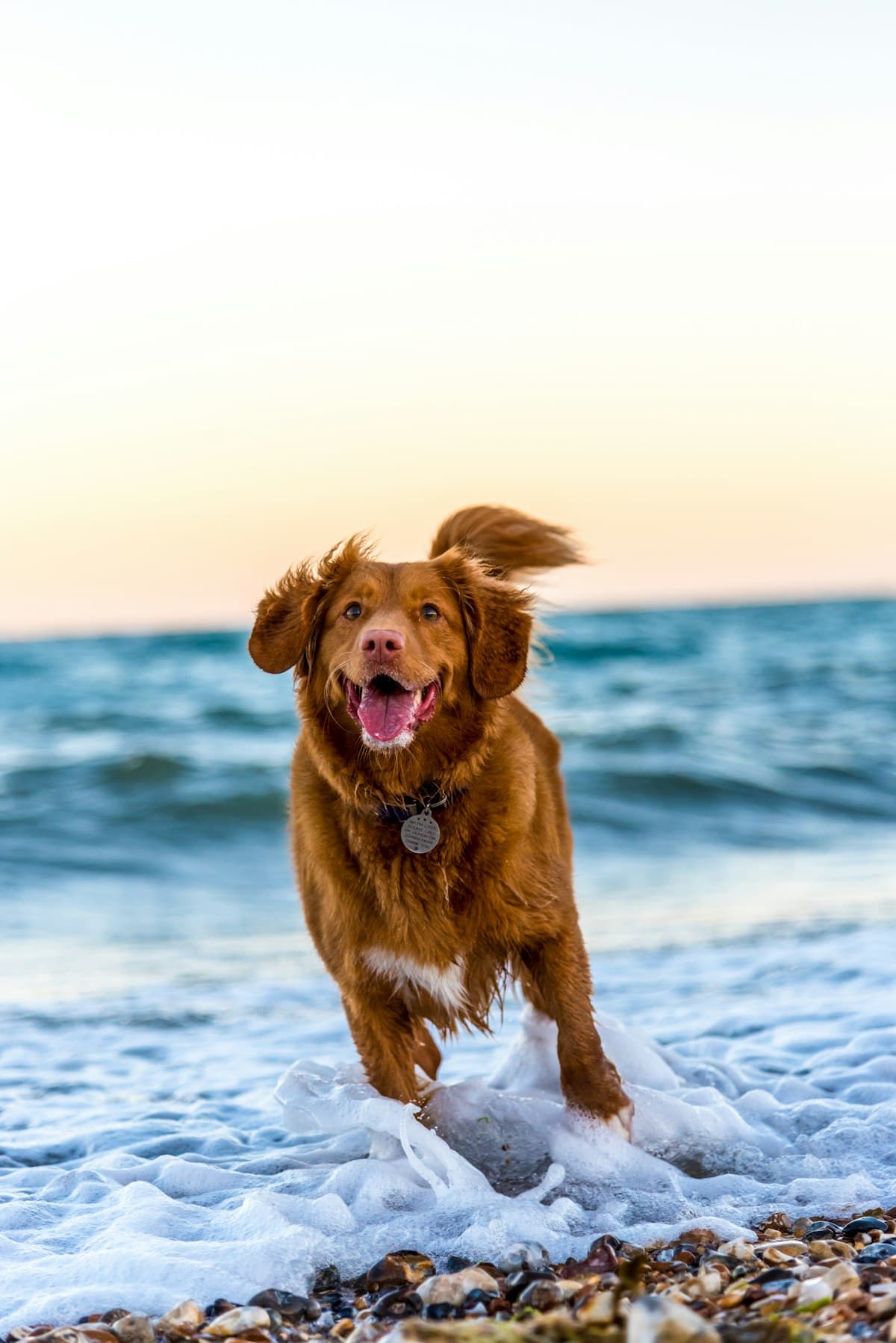 A red retriever running through shallow surf at sunset